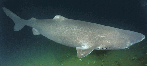 Greenland Shark