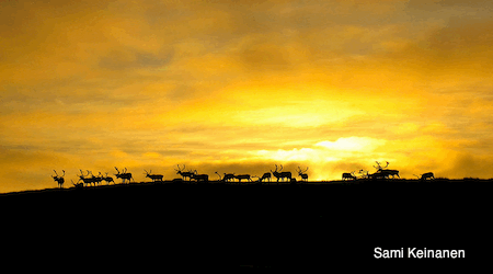 Arctic Caribou Silhouette