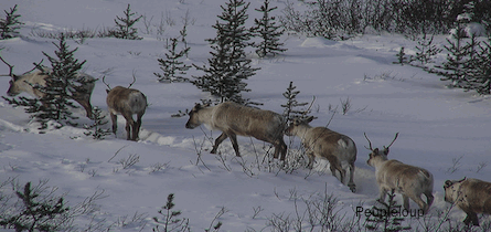 Caribou Herd