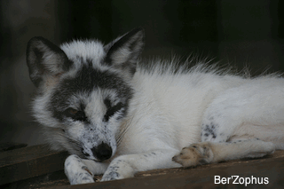 arctic fox laying down