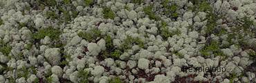 Reindeer Moss