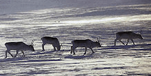 Peary Caribou